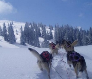  Aventura inolvidable en mushing 